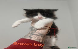 Mixed Breed cats for sale: Beautyfull fluffy kittens ragcoon - tuxedo cross  - Image 8