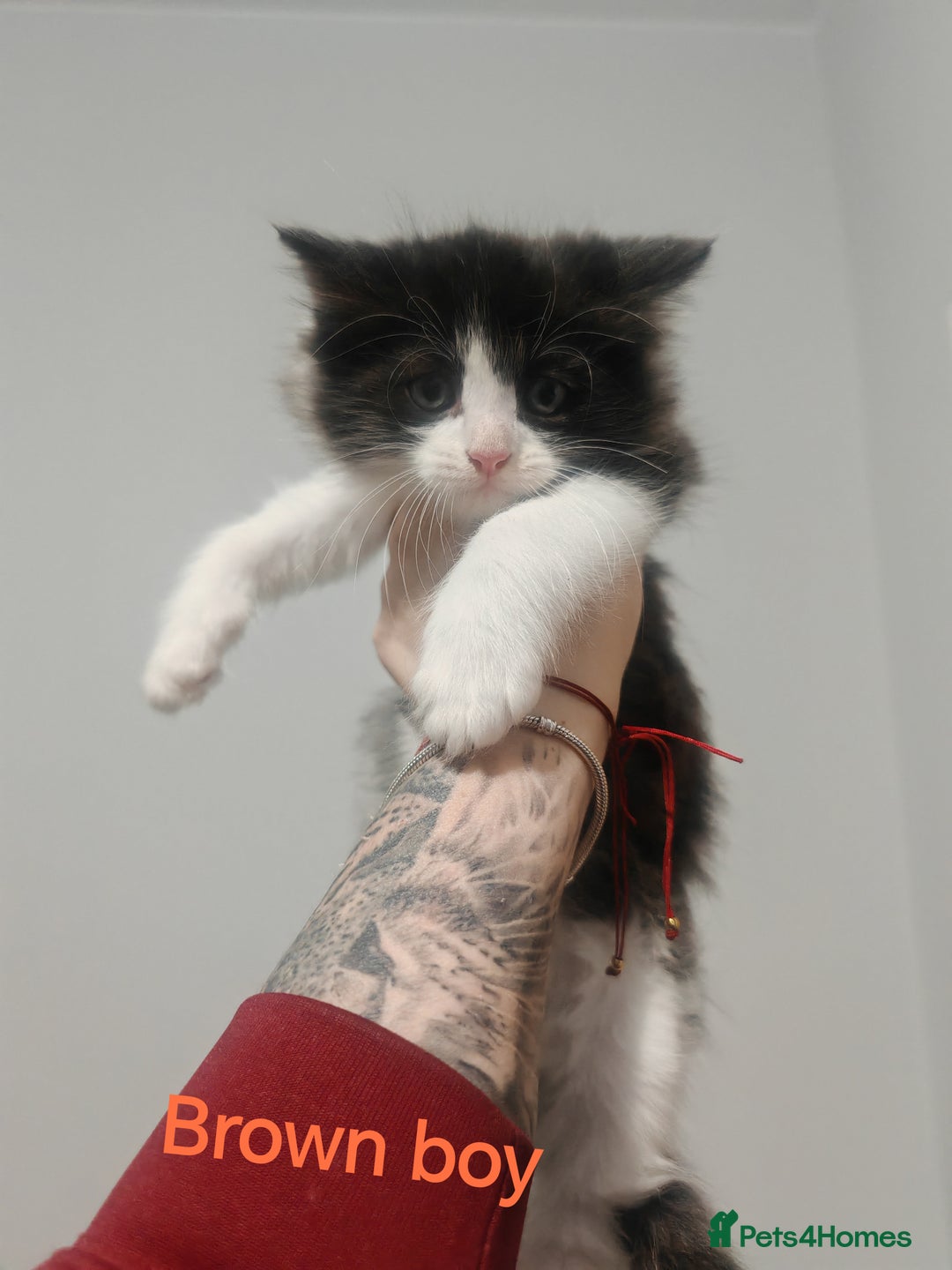 Mixed Breed cats for sale: Beautyfull fluffy kittens ragcoon - tuxedo cross  - Image 8