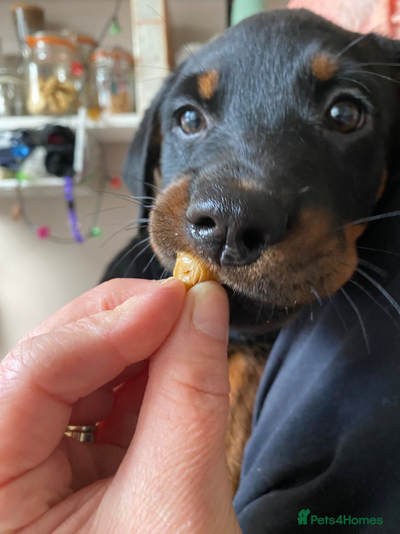 Rottweiler dogs  Rottweiler pups ready to leave 💙 - Advert 2