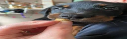 Rottweiler dogs for sale:  Rottweiler pups ready to leave 💙 - Advert 2