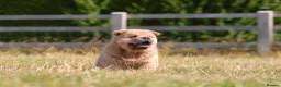 Chow Chow dogs for sale: Stunning smooth and fluffy ChowChow puppies  - Advert 12