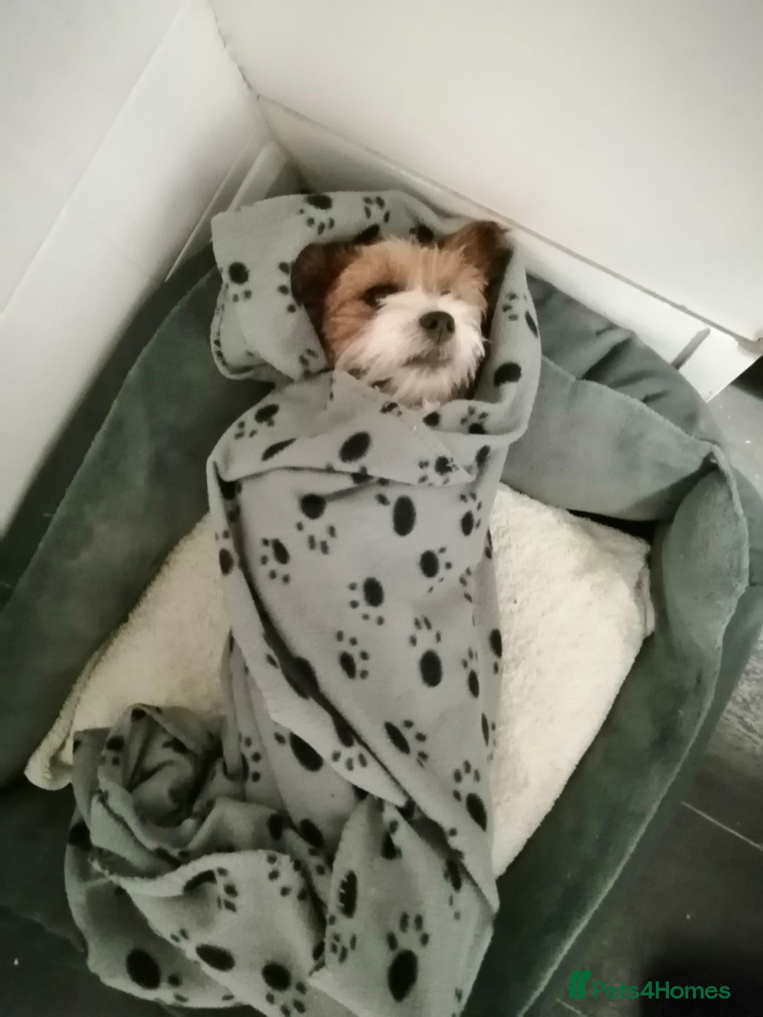 Jack Russell dogs for sale: Wire coat Jack Russell  - Advert 3