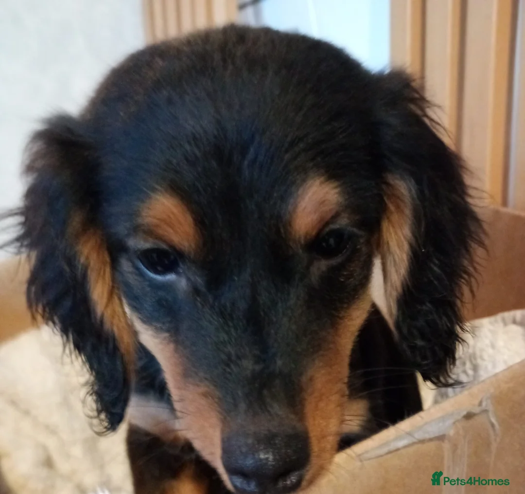 Dachshund dogs for sale: 5 long hair and short hair dachshunds for sale  - Advert 7