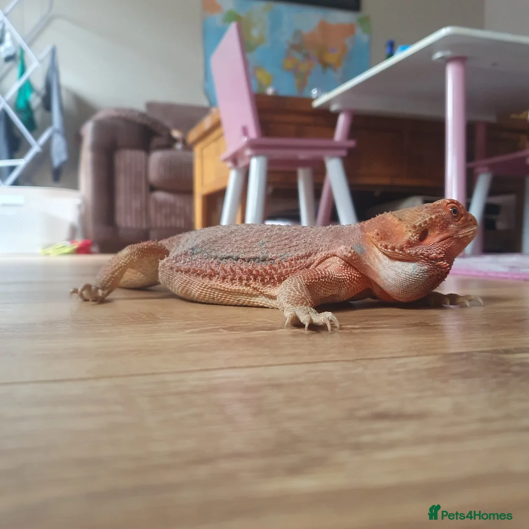 Bearded Dragon reptiles for sale: Bearded dragon  - Advert 2