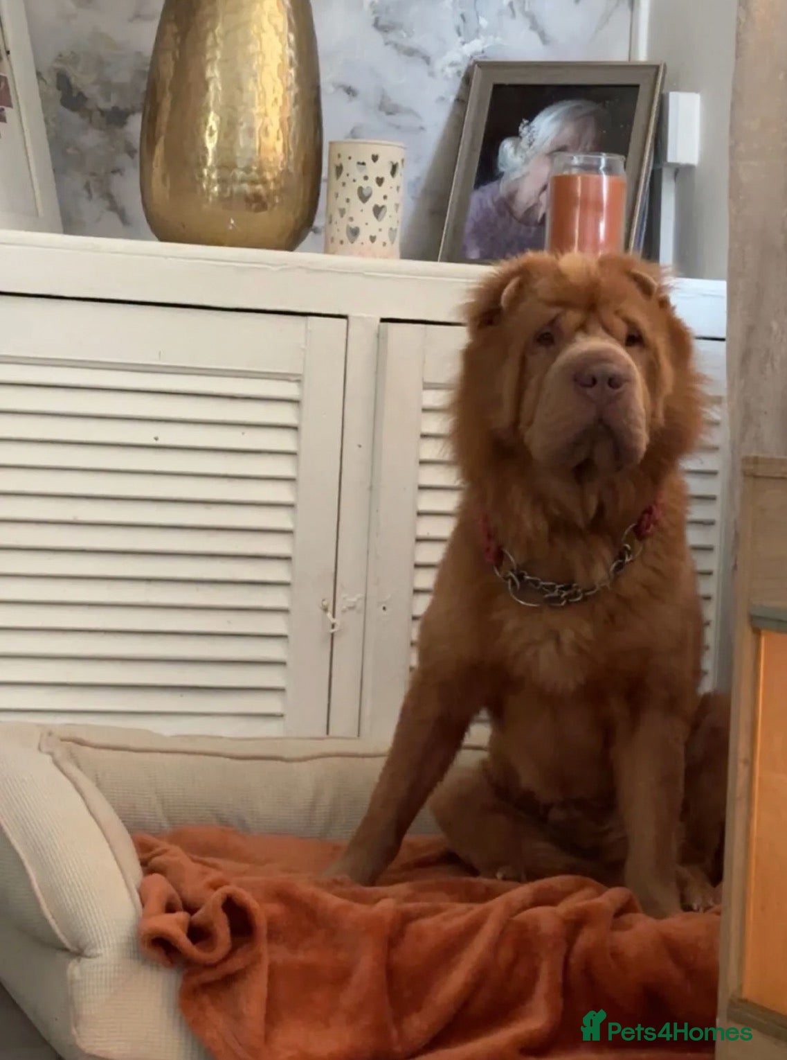Shar Pei dogs Fozxy  - Advert 15
