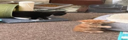 Maine Coon cats for sale: Kittens mine coon - Advert 4