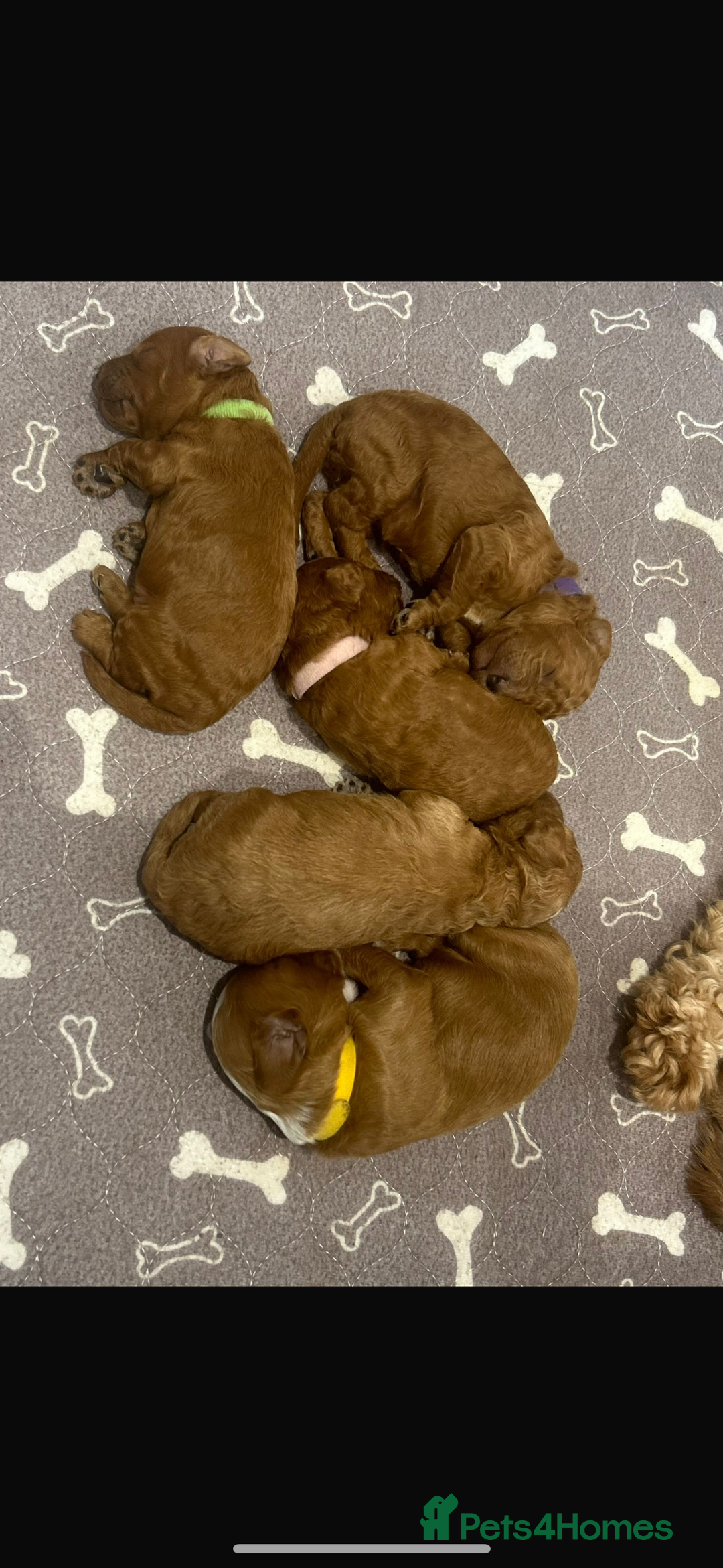 Cavapoo dogs for sale: Extensively health tested toy cavapoos red  - Advert 1