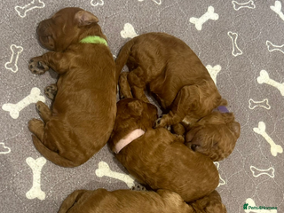 Cavapoo dogs Extensively health tested toy cavapoos red - Advert 12