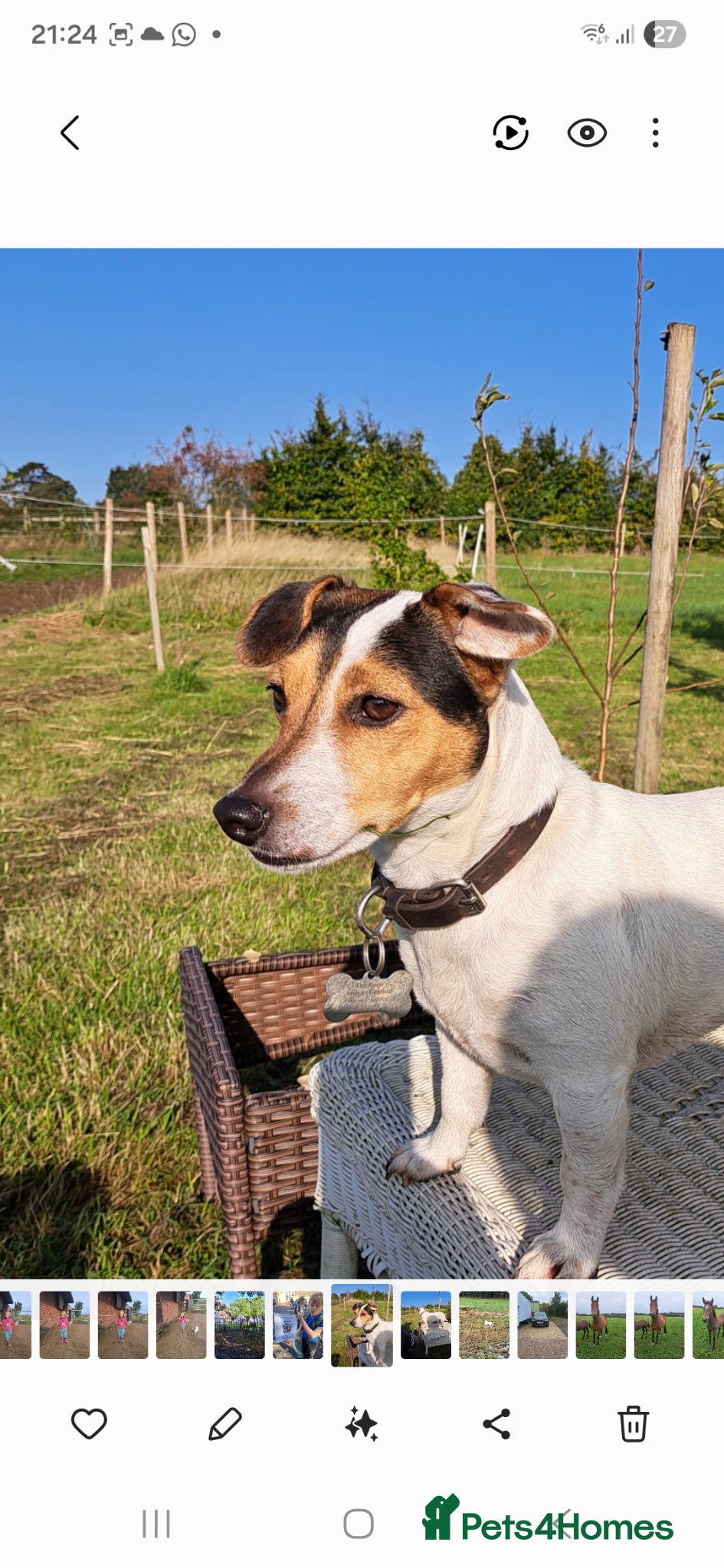 Jack Russell dogs Super Black and Tan Jack Russell Puppies - Advert 1