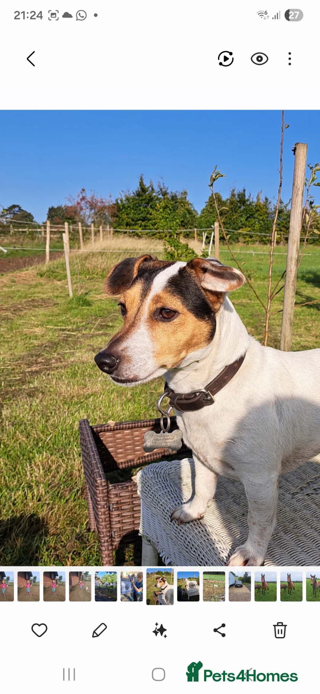 Jack Russell dogs for sale: Super Black and Tan Jack Russell Puppies in Alcester - Advert 1