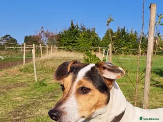 Jack Russell dogs Super Black and Tan Jack Russell Puppies - Advert 1
