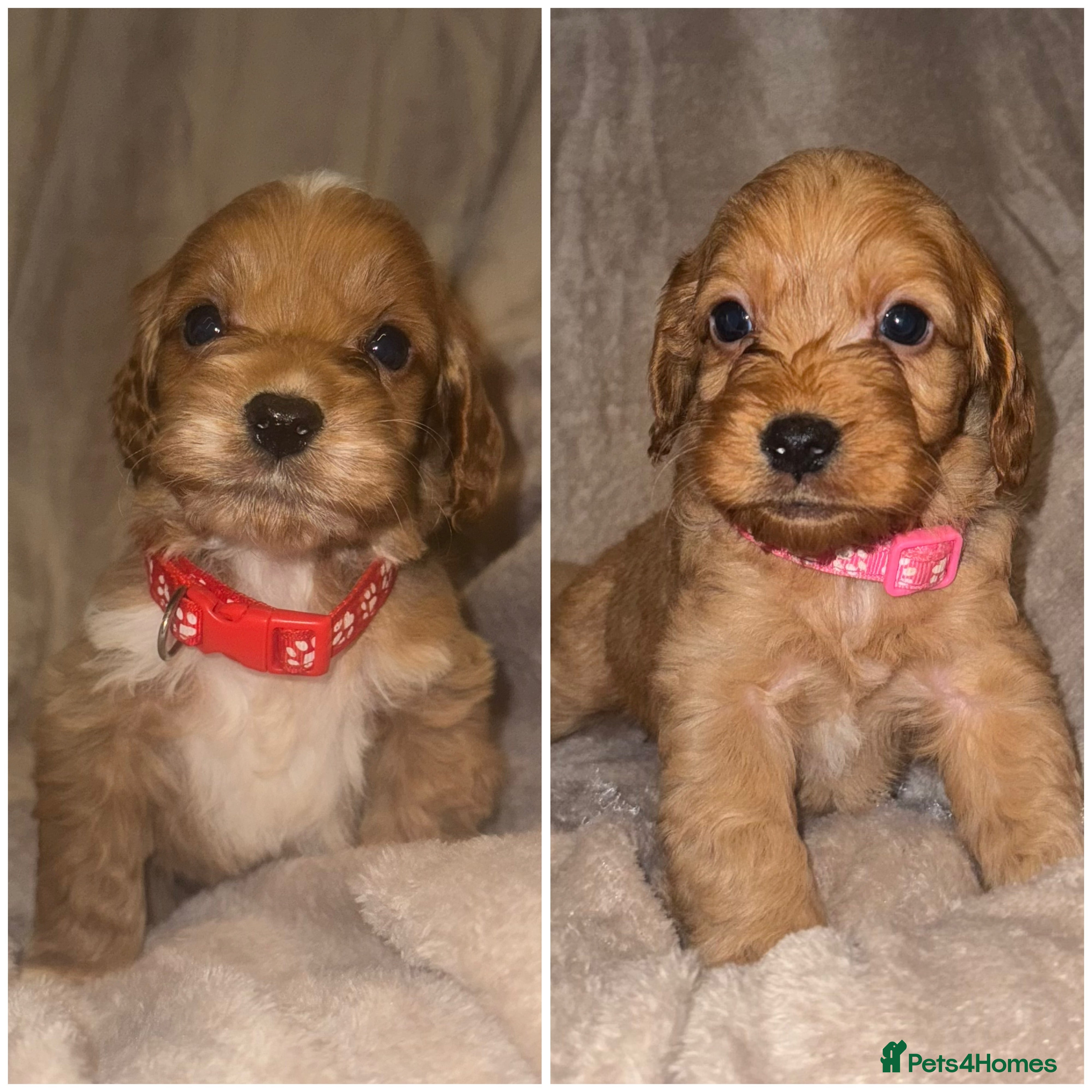 Cockapoo dogs Cockapoo LAST 3 F1 class Fox red puppies - Advert 12