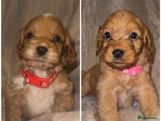 Cockapoo dogs Cockapoo LAST 3 F1 class Fox red puppies - Advert 11