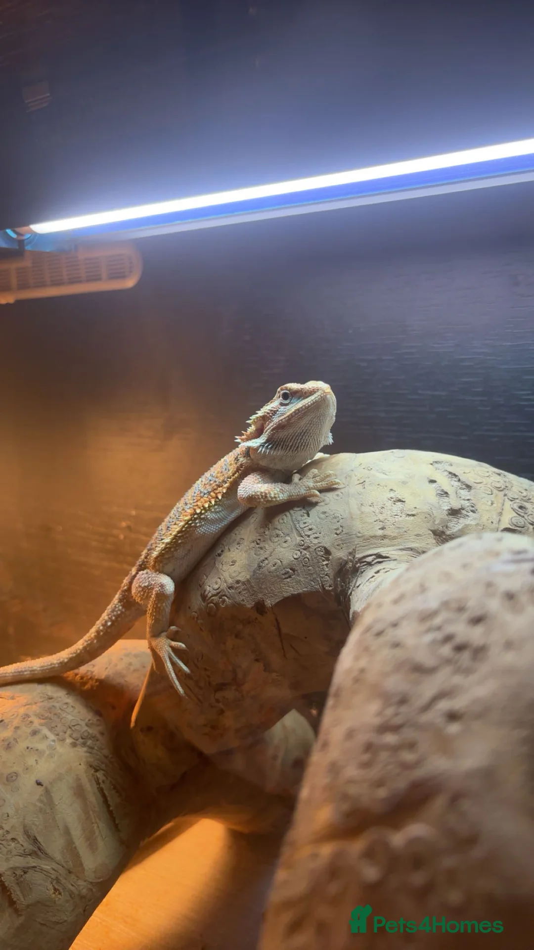 Bearded Dragon reptiles for sale: Bearded dragon  - Advert 1