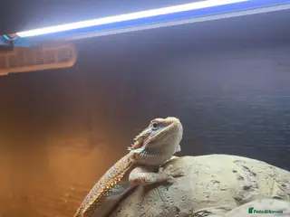 Bearded Dragon reptiles Bearded dragon - Advert 13