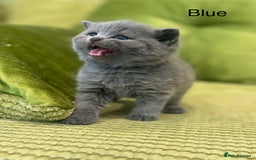 Scottish Fold cats for sale: Scottish straights  - Image 19