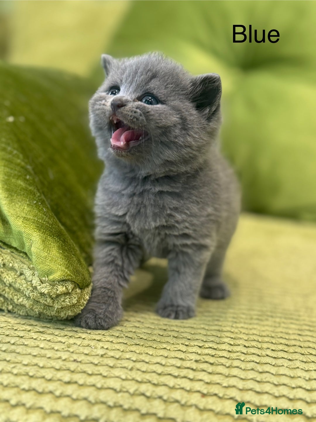 Scottish Fold cats for sale: Scottish straights  - Image 19