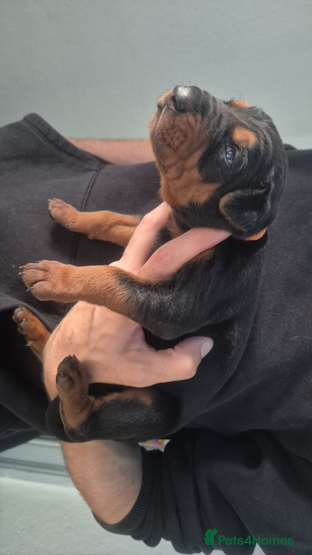 Mixed Breed dogs for sale: Pure Bred/papered Laizhou Hong/Chinese Red Dog - Image 2