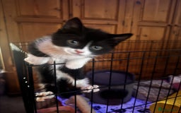 Domestic Shorthair cats for sale: Sweetest black n white kitty  - Image 3