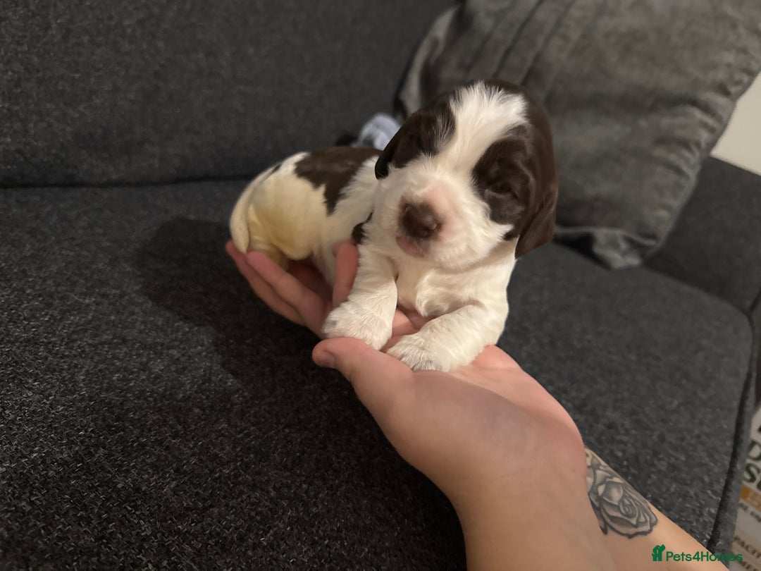 Cocker Spaniel dogs for sale: Beautiful cocker spaniels  - Image 8