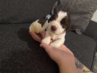 Cocker Spaniel Puppy 7