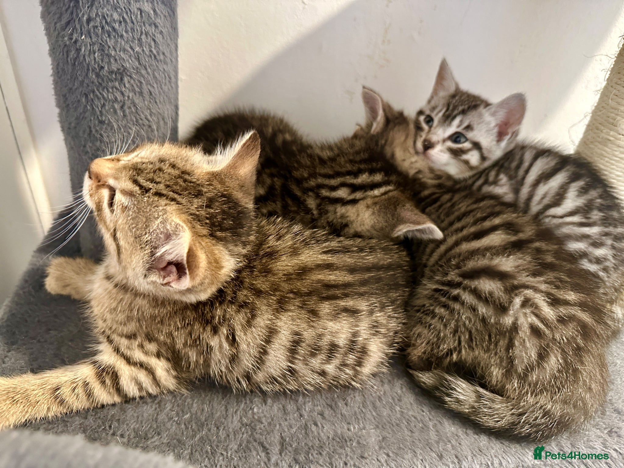 Bengal cats 4 bengal mix kittens  - Advert 16