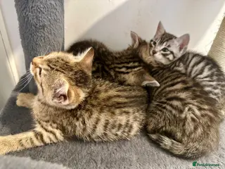 Bengal cats 4 bengal mix kittens - Advert 16