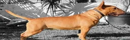 English Bull Terrier dogs for stud: Proven Bull Terrier studs - Advert 6