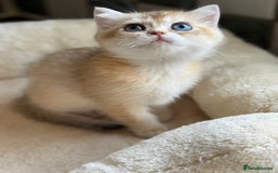British Shorthair cats for sale: GCCF reg British Shorthair Chocolate Gold Kittens  in London - Image 31
