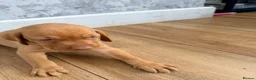 Hungarian Vizsla dogs for sale: Short haired Hungarian Viszla - Advert 15
