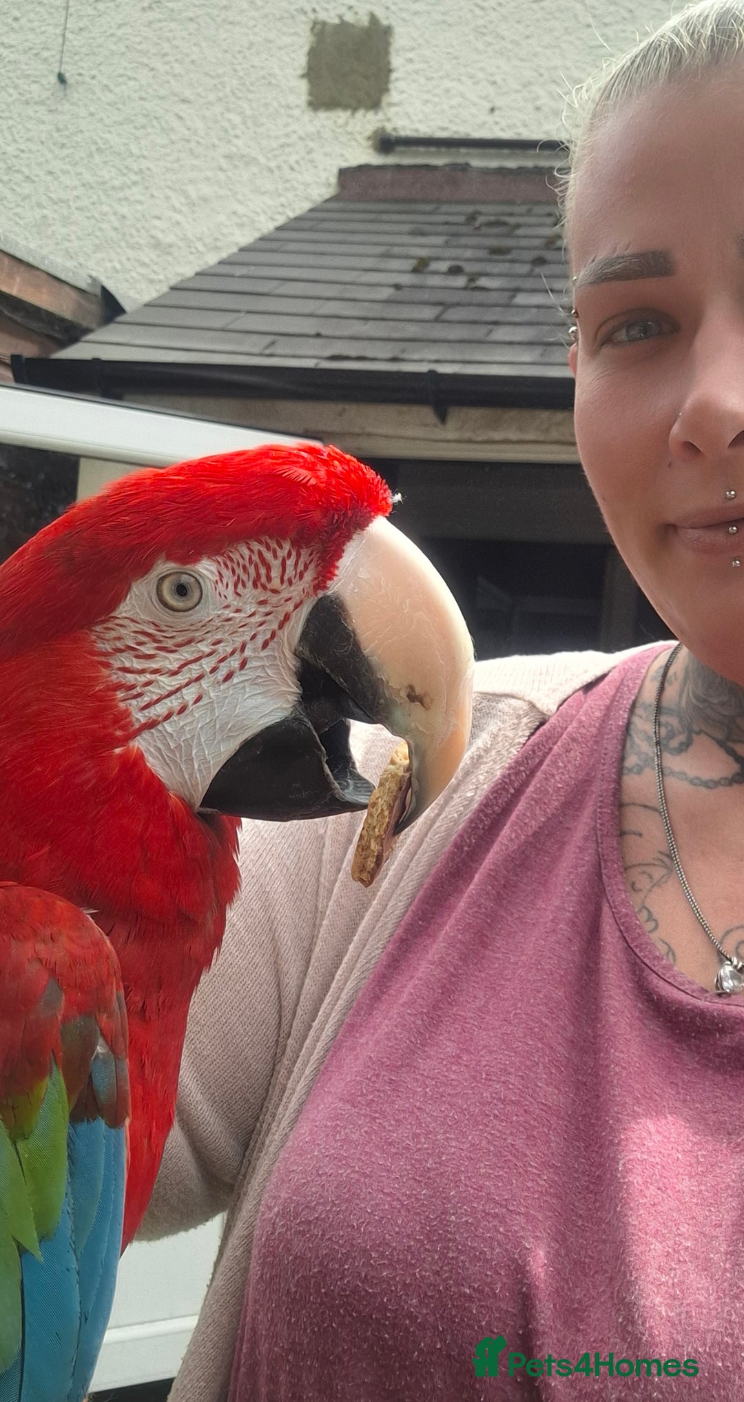Macaws birds for sale: Greenwing Macaw 3year old female - Image 3