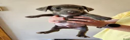 Jack Russell dogs for sale: Blue and sandy Jack Russell puppies - Advert 20