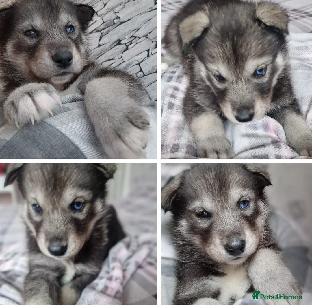 Siberian Husky dogs for sale: 1 beautiful girl left ❤️ ready now  - Advert 21