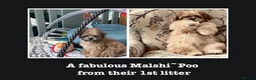 Shih Tzu dogs for sale: GORGEOUS MALSHI~POOS ~ SHIH TZU TYPE  - Advert 11