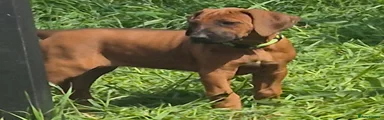 Rhodesian Ridgeback Puppy 11