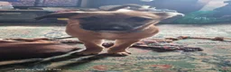 Mixed Breed dogs for sale: Belgian malinois/saluki  - Advert 11