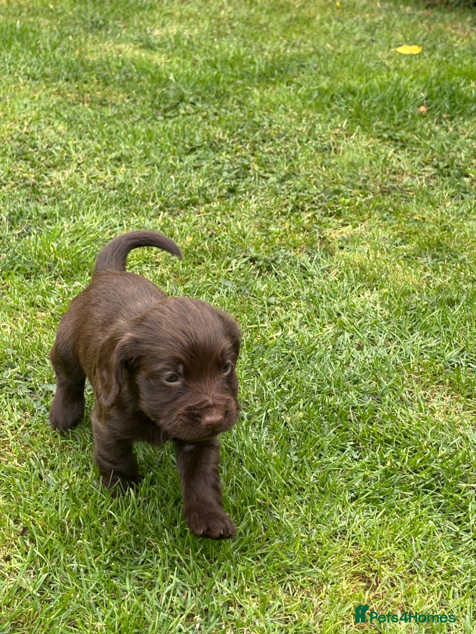 Cocker Spaniel dogs KC REGISTERED WORKING COCKER SPANIEL PUPPIES - Advert 11