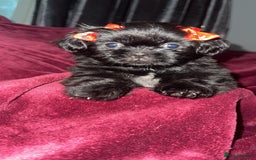 Shih Tzu dogs for sale: Shih Tzu Puppies  - Image 5