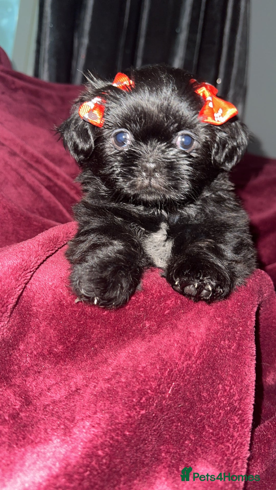 Shih Tzu dogs for sale: Shih Tzu Puppies  - Image 5