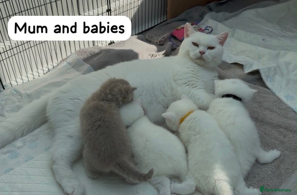 British Shorthair cats ✨⭐️Beautiful White British shorthair kittens⭐️✨ - Advert 2