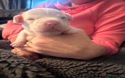 Mixed Breed dogs for sale: French bulldog x American bulldog  - Image 12