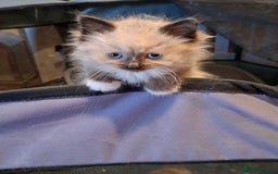 Ragdoll cats for sale: 6x Three quarter ragdolls - Advert 4