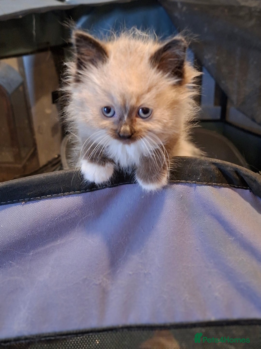 Ragdoll cats for sale: 6x Three quarter ragdolls - Advert 4