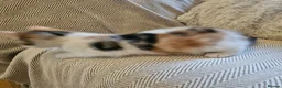 Mixed Breed cats for sale: Beautiful Mixed kittens 8 weeks  - Advert 11