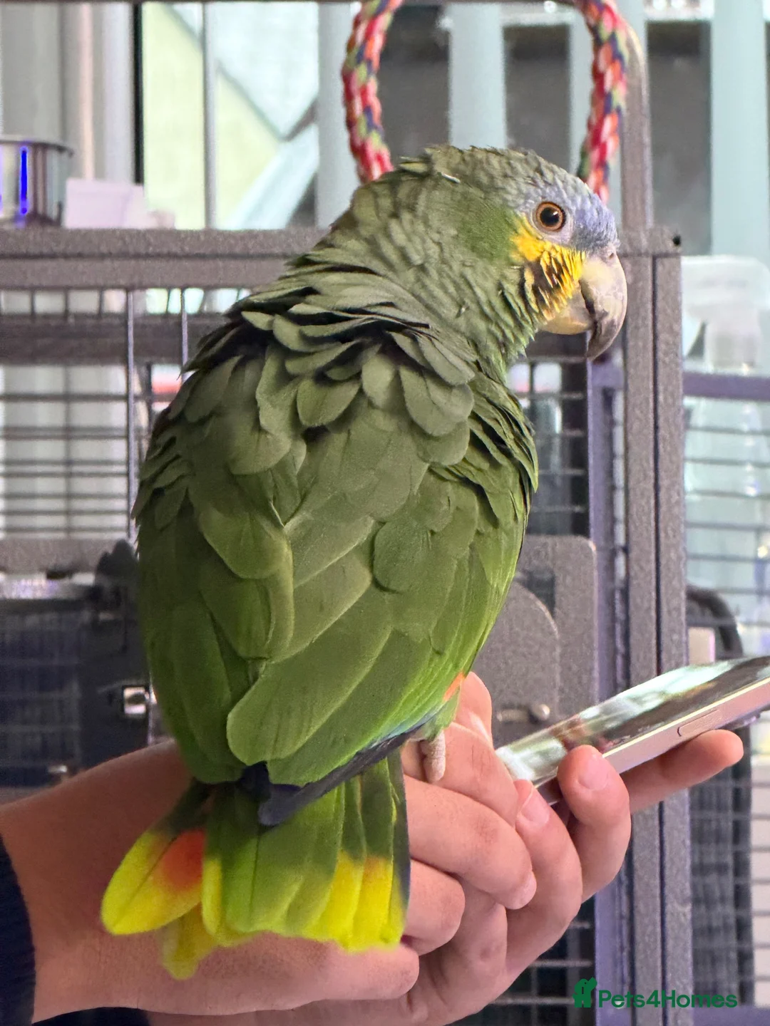 Parrots birds for sale: Orange-Winged Amazon Parrot - Advert 8