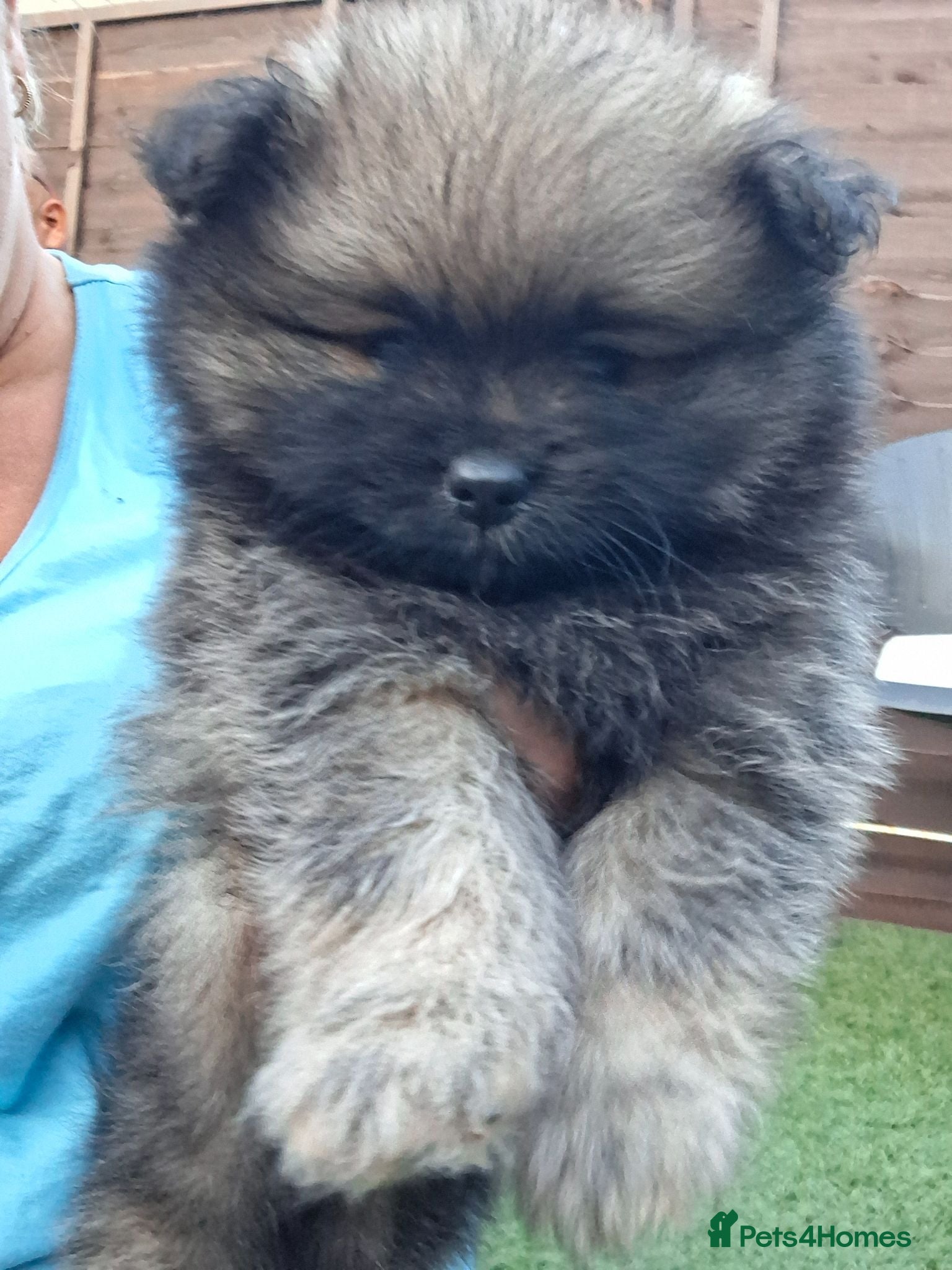Pomeranian dogs 1 beautiful pom boy waiting for 4ever homes🥰 - Advert 1