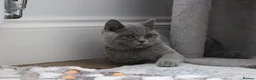 British Shorthair cats for sale: Blue British Shorthair ✨ chunky teddy bear kittens - Advert 7