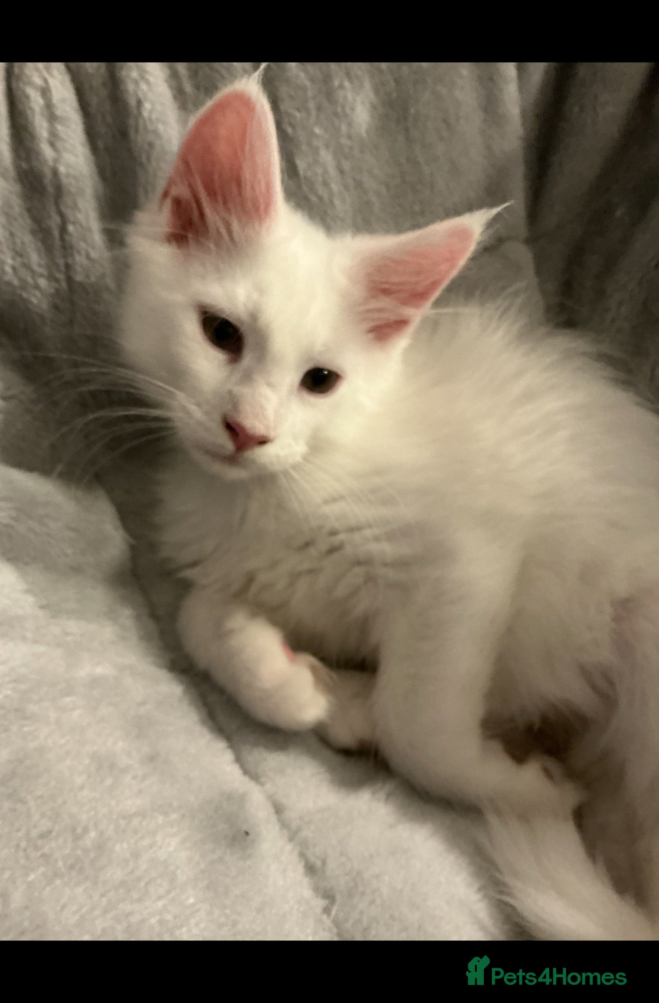Maine Coon cats GCCF Registered MaineCoon Blue/Black Smoke & White - Advert 2