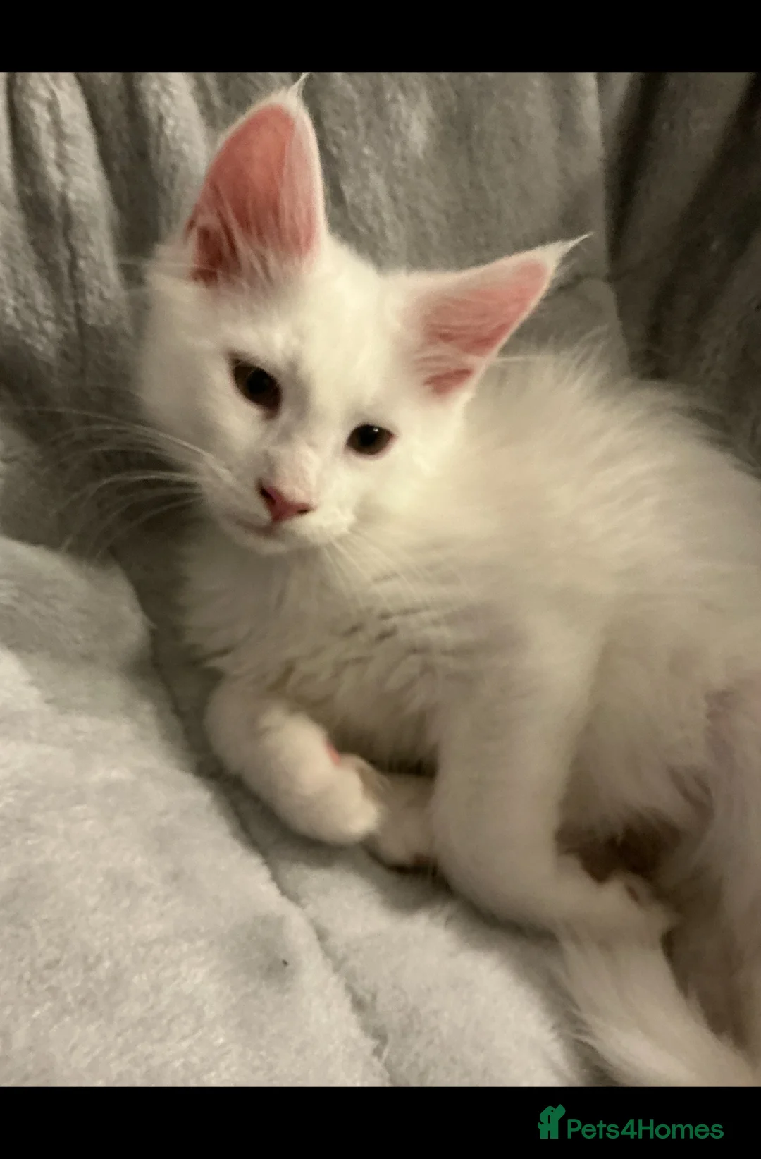 Maine Coon cats for sale: GCCF Registered MaineCoon Blue/Black Smoke & White - Advert 2
