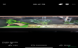 Tortoise reptiles for sale: Female Horsefield tortoise  - Advert 1